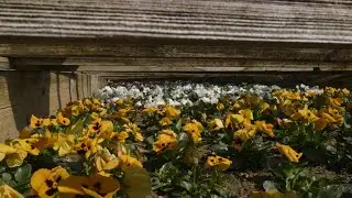 Field pansies at Ken's Gardens [video]