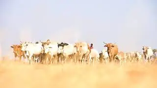 The care, respect and  protection of the cows.