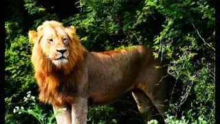 New Male Lions In Vurhami Territory! Strong Young Lions! Trouble coming? Kruger National Park!