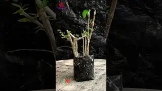 Premna Microphylla Cutting Sale//2021//Samaresh Bonsai//