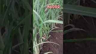 ganna 86002 #ખેતી #farming #ખેતીવાડી