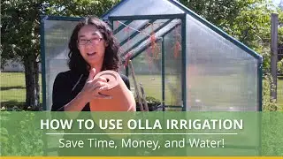 How to Build an Olla Irrigation System for Your Greenhouse