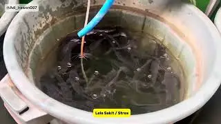 Berbagai penyebab Lele Menggantung dan solusinya