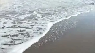 Baby Turtles in Jac&oacute;