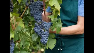 Can You REALLY Grow Grapes at Home with NO EXPERIENCE?