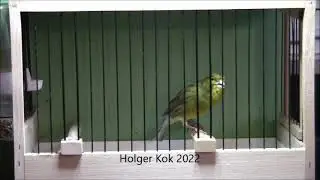 Timbrado-Espanol-Gesangskanarien. Holger Kok