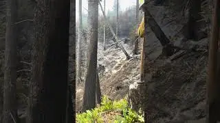 Dropping Hazard Trees on Washington Wild Fire