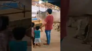 MASHAALLAH❤️❤️#jdc #youtubeshorts #trending #viralvideo #shorts #cow #karachi #video #foryou #fyf