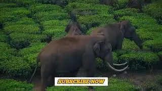 Incredible Elephant Family Encounter in Munnar