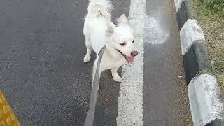 Kuchu Chala walk per..