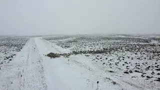 Western Wyoming full sheep 🐑 video