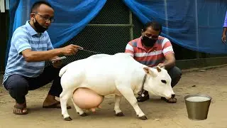 दुनिया की सबसे छोटी गाय, देखकर  हैरान रह जाओगे | Smallest Cow In The World