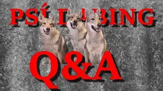 Q & A - Odpovídají naši psi (Psí dabing)