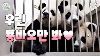[ENG]툥바오 바라기 미녀 판다 삼총사🐼🐼🐼｜#판다와쏭 #170