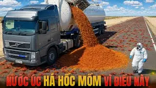 Họ Thả H&agrave;ng Triệu &ldquo;KẺ DIỆT KIẾN&rdquo; L&ecirc;n ĐẢO CUA V&agrave; Phản Ứng Tức Th&igrave; Ngay Sau Đ&oacute; Thật Kh&oacute; Tin
