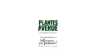 Photinia x fraseri 'Little Red Robin' Silence &ccedil;a Pousse ! by Plantes Avenue