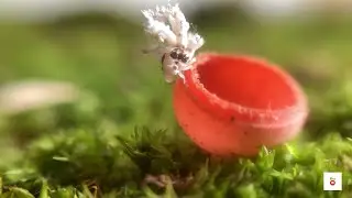 Ecological Role and Behavior of White Plant Hoppers in Agricultural Ecosystems