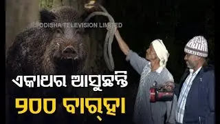 Odisha Farmers Spend Sleepless Nights To Save Crops From Wild Animals