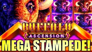 ★MEGA STAMPEDE!★ HUGE WIN!! BUFFALO ASCENSION 🦬 Slot Machine (Aristocrat Gaming)