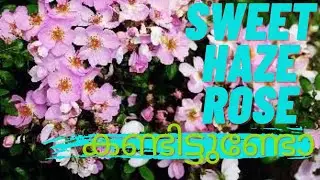 Sweet haze rose kandalo #rose #trivandrum #gardening #plants
