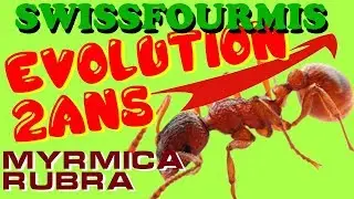 Fourmis - EVOLUTION SUR 2ANS - Myrmica rubra