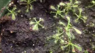 Drosera capensis: Cape Sundew seedlings update #1
