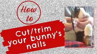 HOW TO CUT BUNNY NAILS | The Rabbit Sanctuary Australia