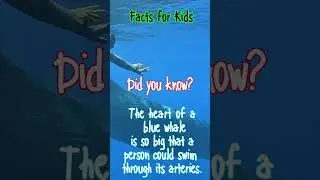 Facts For Kids - Blue Whale's Artery