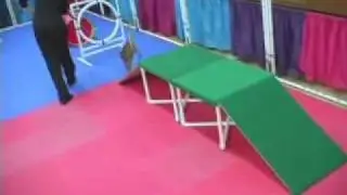 Cat Agility - A Bengal Cat Running the Course