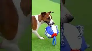 Transforming Frisbee Ball Dog Toy