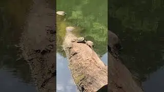 TURLTLESSSS Pt. 2 #thatartistmo #turtle #turtles #turtleshell #nature #outdoors #naturelover #wild