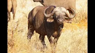 Buffalo sounds for Relaxation, Focus or Sleep