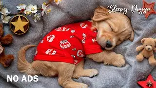 12 часов расслабляющей музыки для собак 🐶🎄 Спокойная музыка для сна и снятия стресса 🎁 без рекламы