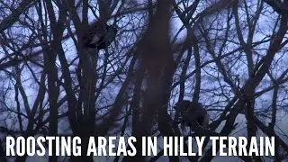 How To Find Roosting Areas For Turkeys | Spring Thunder
