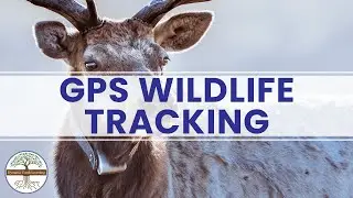 GPS-отслеживание дикой природы &mdash; образовательное видео по наукам о Земле