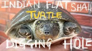 Indian flat shell turtle 🐢 digging holes.