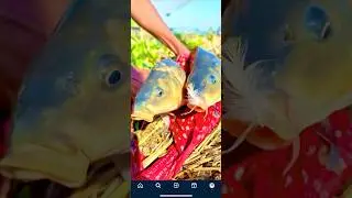 Fishing video | Machli ka shikar | asaan fishing tips #fish #fishing #shortvideo #short #shorts