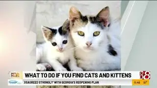 Pet Pals TV: What to do if you come across small animals
