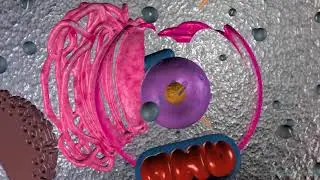 Sensavis HD clips Dec 2017