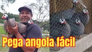 Armadilha pra pegar galinha angola #galinhas #angola