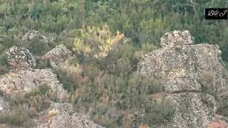 LOBO IBERICO: MONTAÑA PALENTINA (12 AGOSTO 2022)
