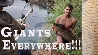Thousands of giant buffalo fish invade this cove !!! (Rare sight!)
