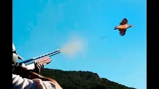 Chasse Aux Perdrix Gambra avec chien d'arret Pointer  | 2017-2018