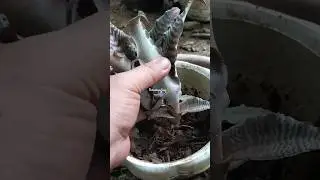 Cryptanthus plant care. Removing dead and old leaves and repotting.