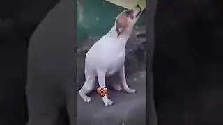 #shorts #memes #мем #шортс #тикток #tiktok #meme #dog #dogdance #собака #приколы #ютуб #юмор