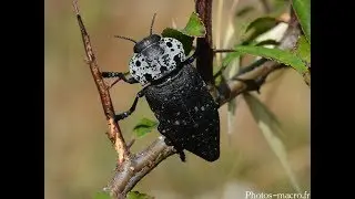PLANT PROTECTION -Capnodis tenebrionis-  (ΚΑΠΝΩΔΗΣ) EPISODE 3
