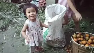 Betel Nut harvesting and simple local style betel preservation (Fermentation)//Arunachal pradesh