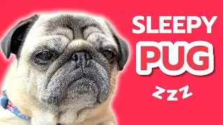 Pug SLEEPING 😍 How CUTE are Pug Dogs!