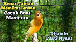 Kenari Jantan Gacor Cetar Cuit Cuit Emosi, Pancingan Kenari paud belajar bunyi, atasi kenari macet