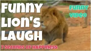 Funny Lion laughing 🔸 7 second of happiness FUNNY Video 😂 # 356